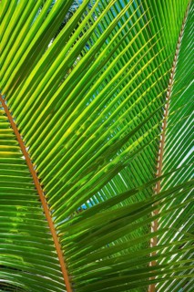 Palm leaf