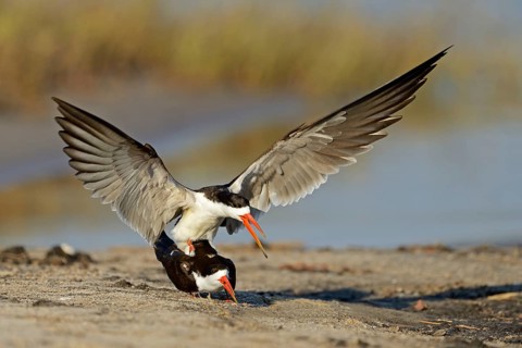 African skimmer