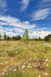 Hare's-tail cottongrass