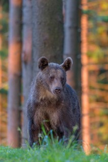 Brown bear