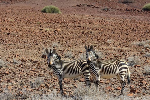 Hartmann's mountain zebras