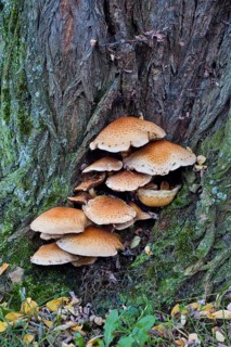 Shaggy scalycap