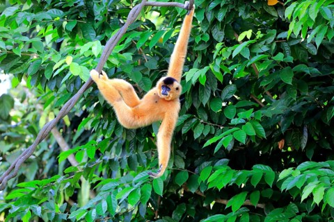 Southern Yellow-cheeked Crested Gibbon