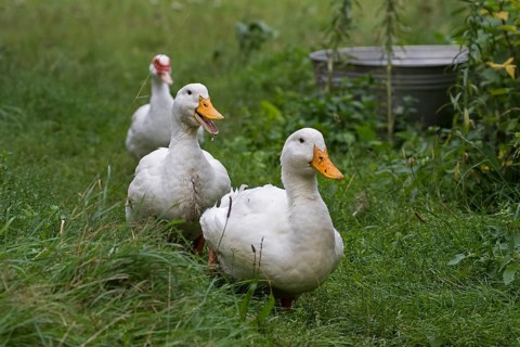 Two German Peking ducks