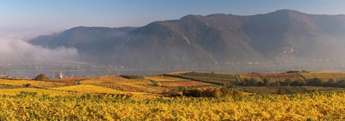 Autumnal vineyards