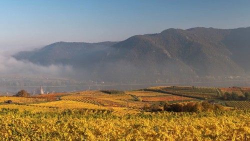 Autumnal vineyards