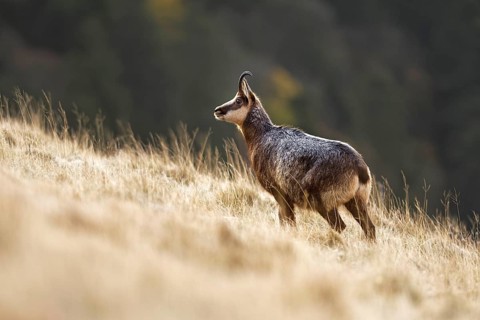 Chamois