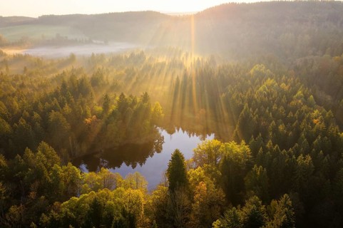 Sunrays over forest