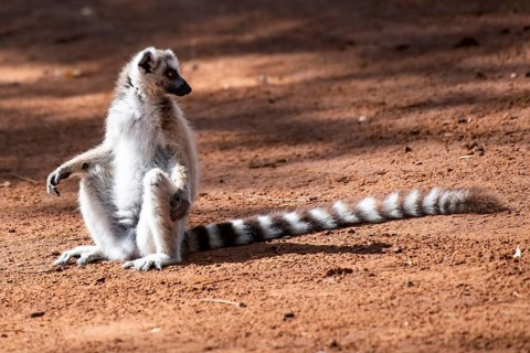 Ring-tailed lemur