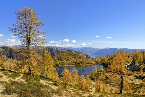 Larches