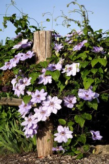 Flowering purple Clematis