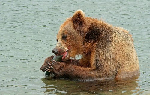 Brown bear