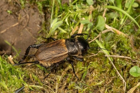 Field cricket