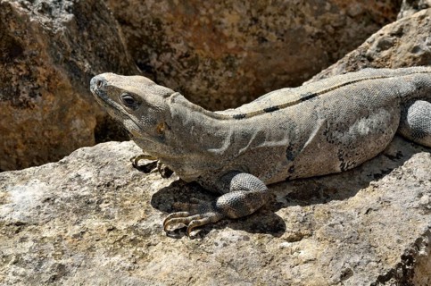 Black spiny-tailed iguana
