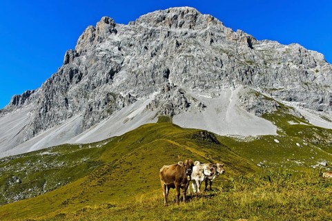 Cows on pasture