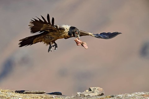 Young bearded vulture