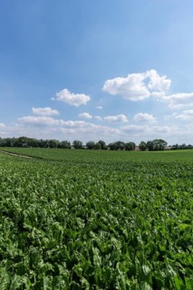 Sugar beet field