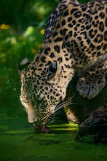 Persian leopard
