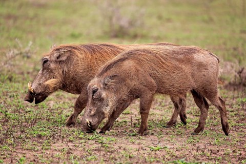Warthog