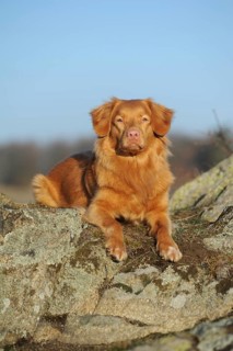 Nova Scotia Duck Tolling Retriever