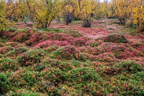 Autumnal forest floor