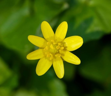 Yellow Lesser celandine