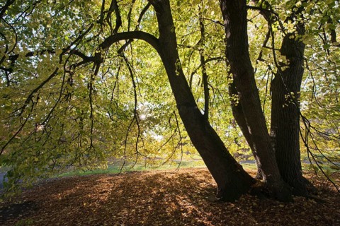 Old Small-leaved Lime