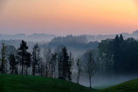 Dawn with mist over forest