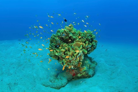 School of Longspine Anthias