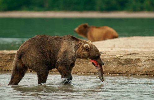 Brown bear