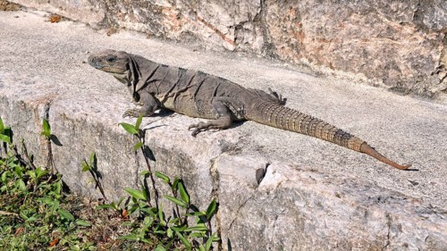 Black spiny-tailed iguana