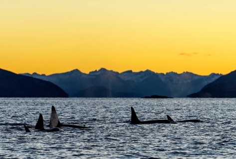 Orcas