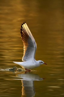 Black-headed gull