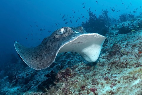 Black-blotched stingray