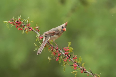 Northern Cardinal