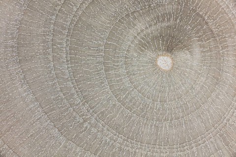 Photomicrograph