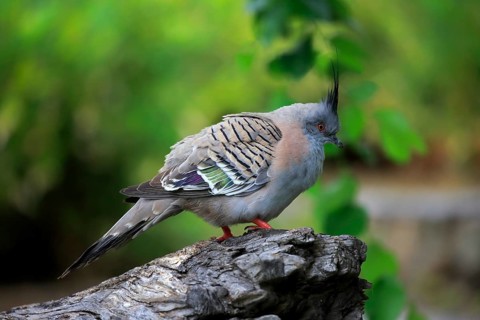 Crested pigeon