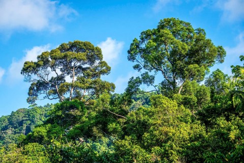 Giant trees