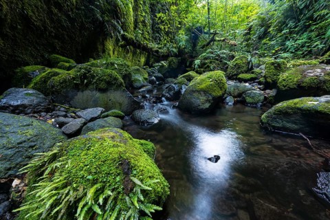 Gorge overgrown with ferns and moss