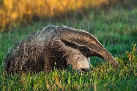 Giant anteater