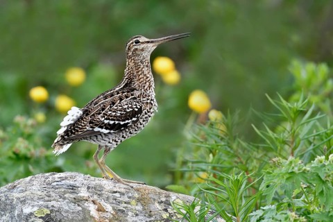 Great snipe