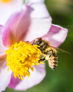 European honey bee