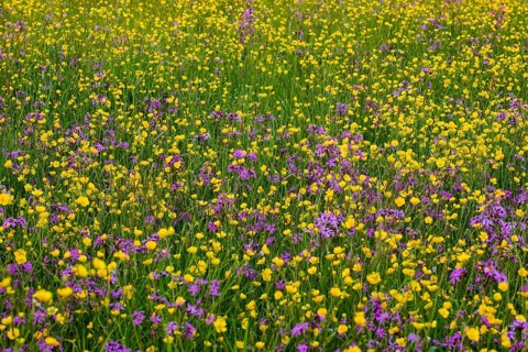 Wild flowers