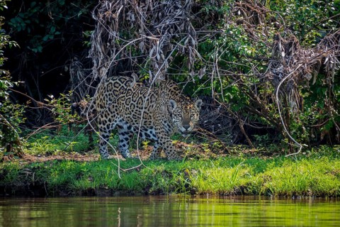 Jaguar