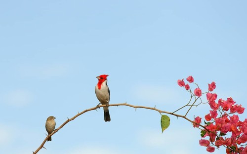 Red-crested Cardinal