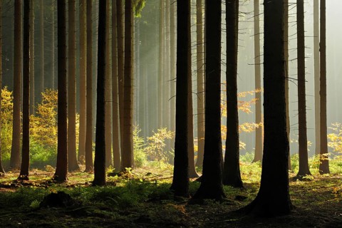 Spruce forest in autumn