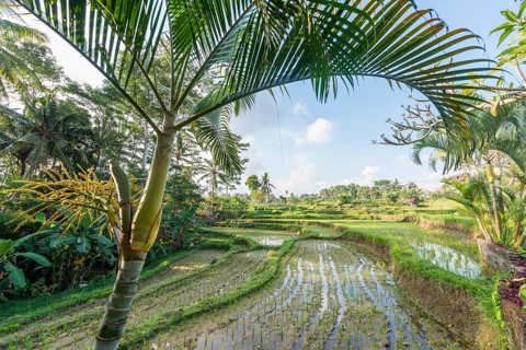 Rice terraces of Jatiluwih
