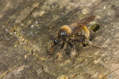 Bumblebee robberfly