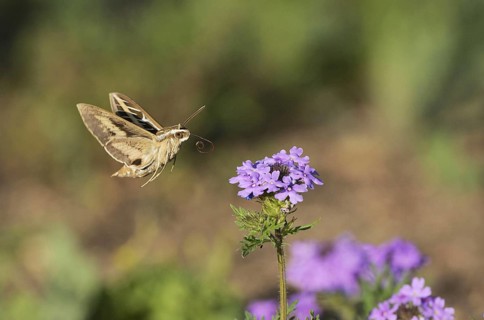 White-lined sphinx