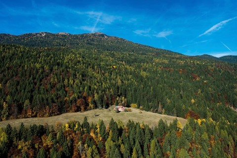 Mountain forest at the Panarotta in autumn